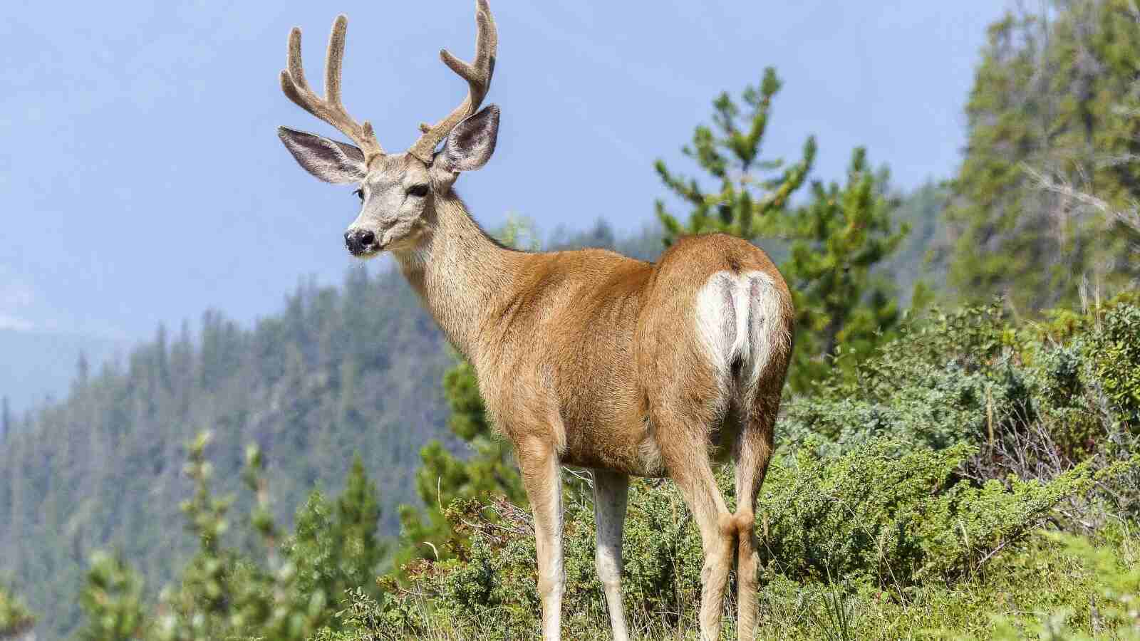 shooting elk