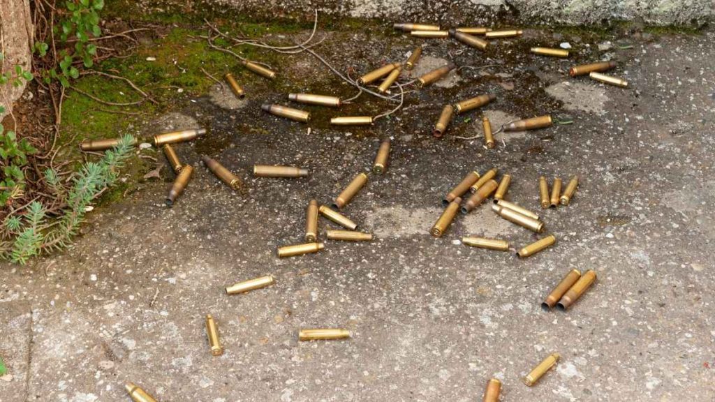A scattered pile of brass bullet casings on a mossy, gray concrete surface, surrounded by sparse green foliage.