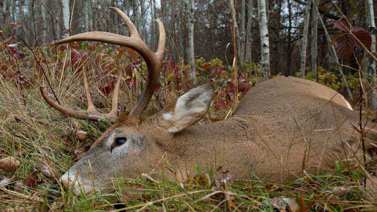 A close-up of a fallen buck with large antlers, lying in a forested area surrounded by grass and autumn foliage.