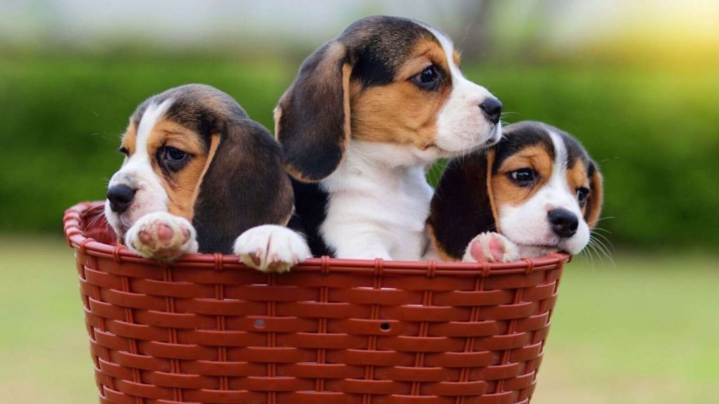 Beagle