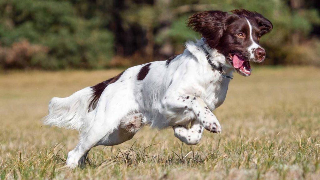 English Springer Spaniel