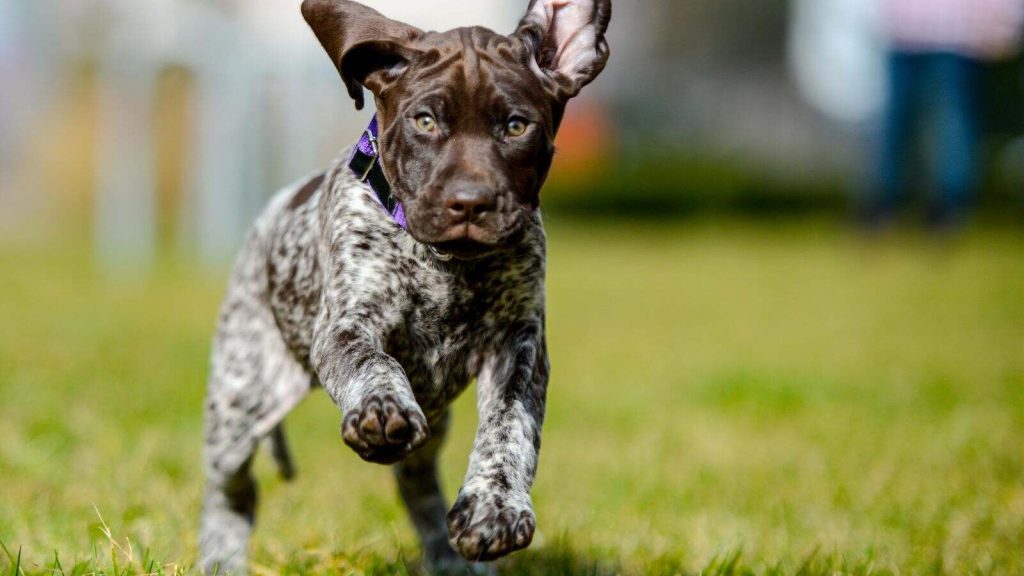 German Shorthaired Pointer