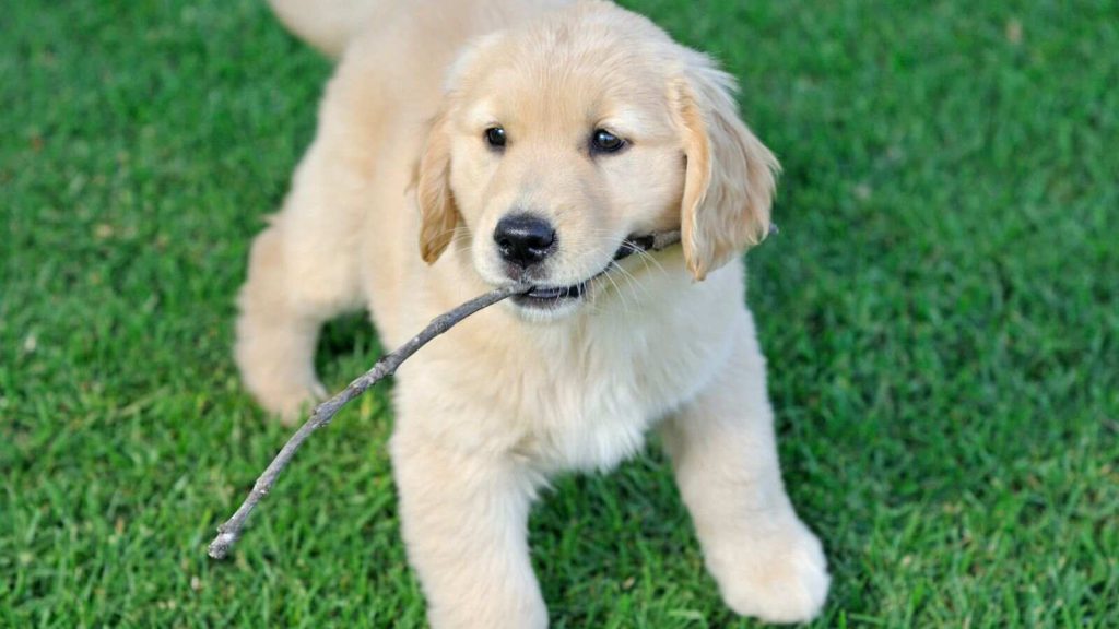 Golden Retriever