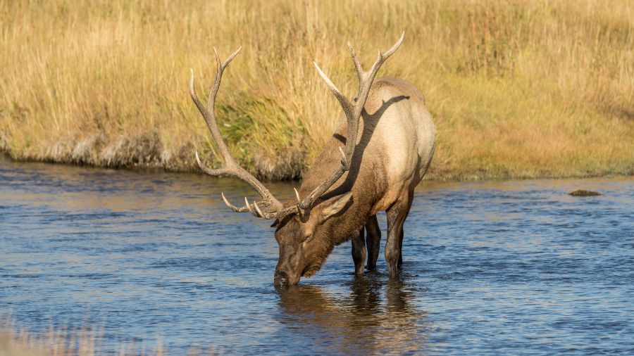 Still hunt elk near water sources