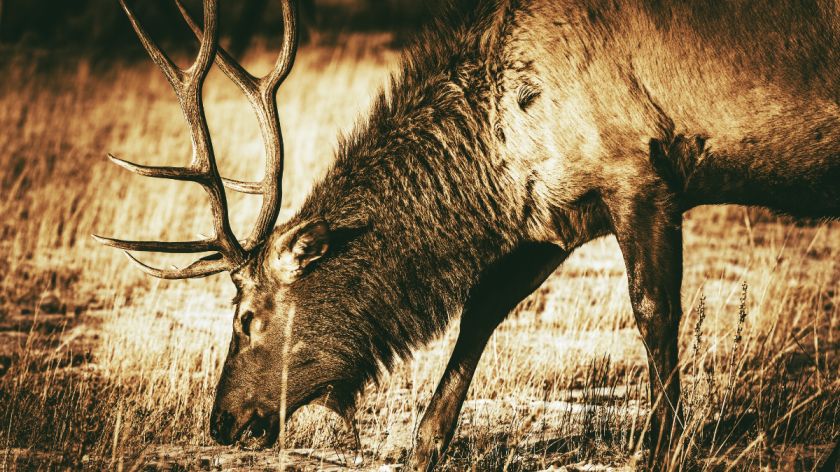 Still Hunting Elk