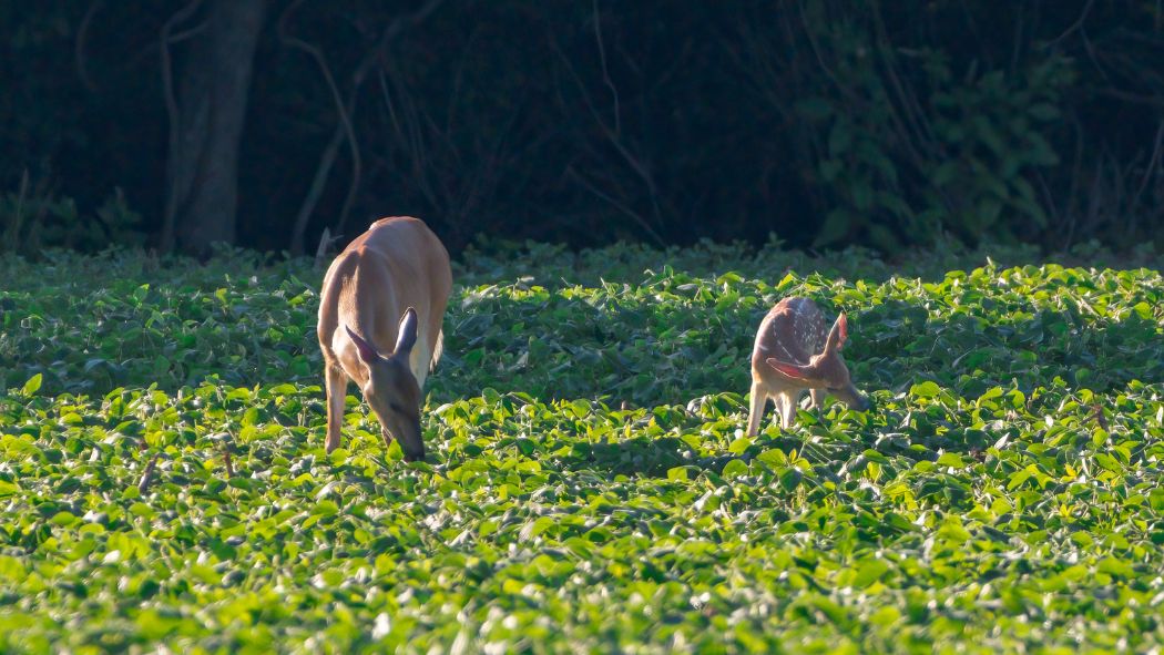 Food Plots for Deer