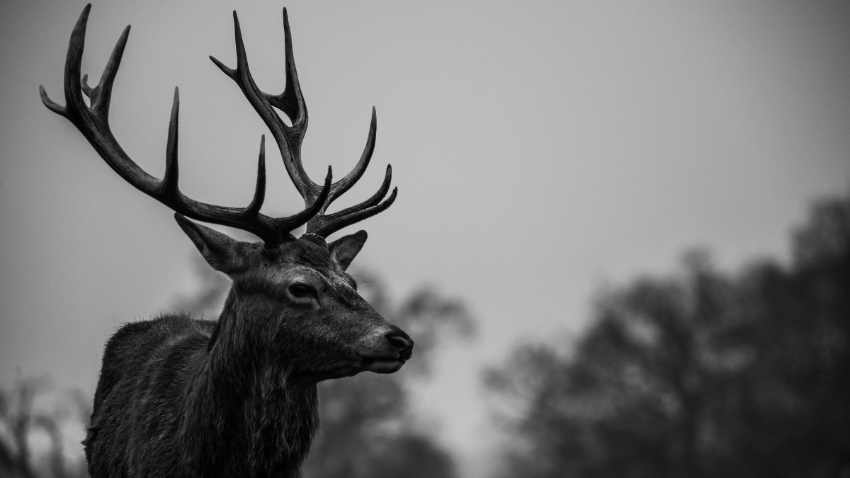 Deer Hunting Season in Alabama 2024-25