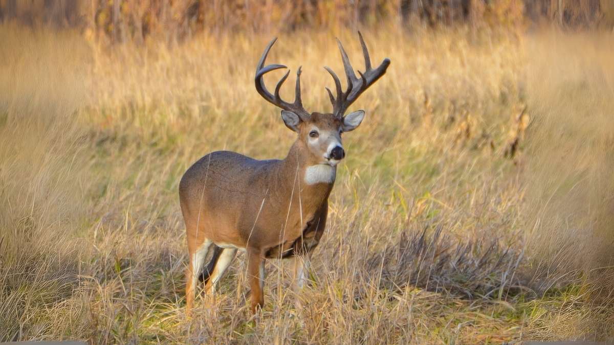 Where to Hunt Deer in Mississippi