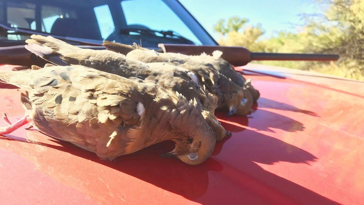 Dove Hunting Season in Alabama 2024-25