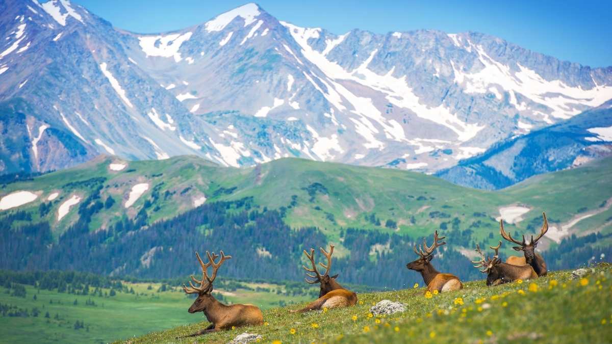 Elk Hunting Colorado Tips