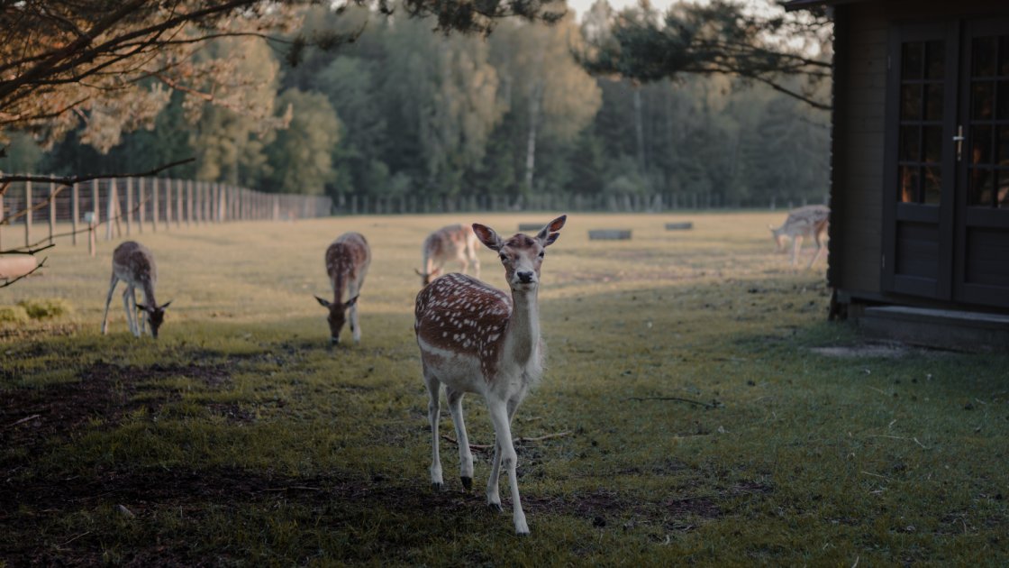 How to Attract Deer to Your Property | 10 Effective Ways