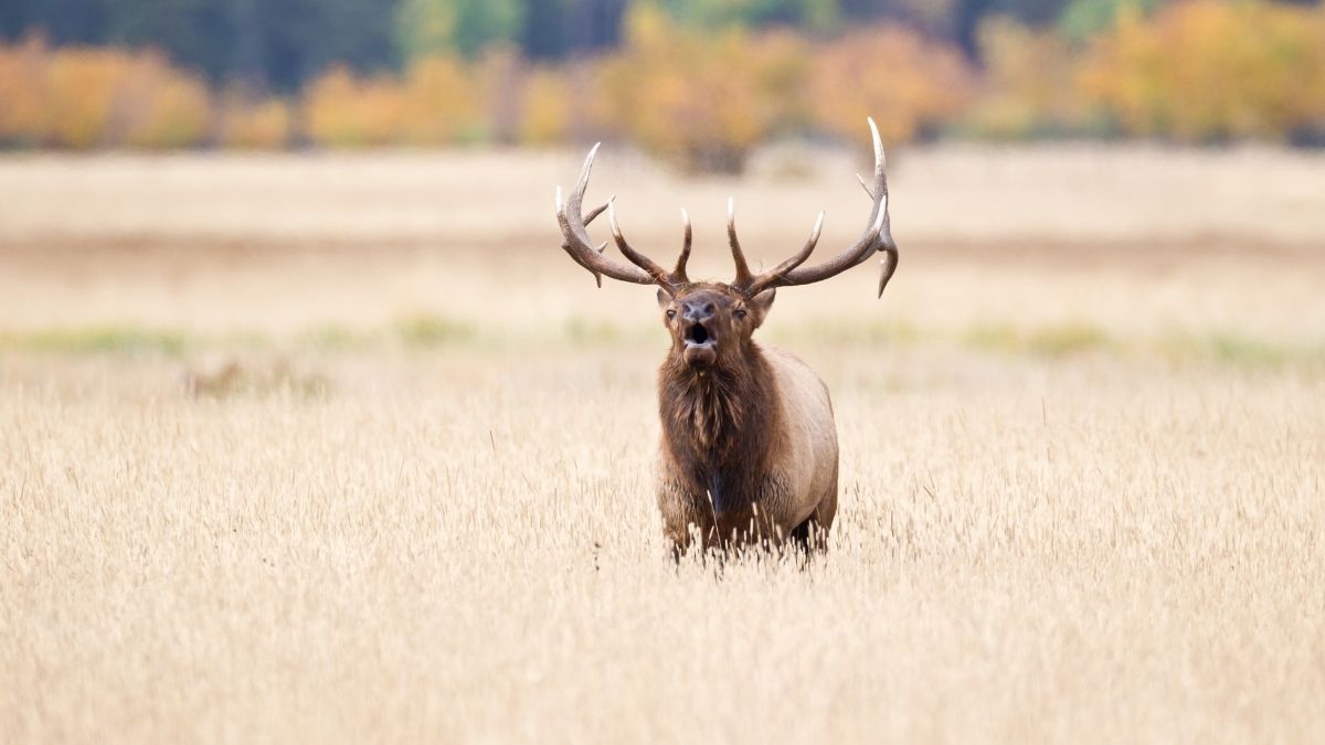 Can You Still Hunt Elk?